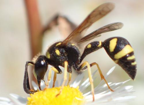 Eumenes sp.